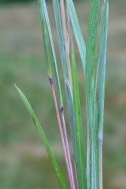 Image result for Schizachyrium