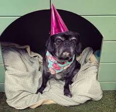 Welche hausmittel sich als köder für fliegen hervorragend bewährt haben. Hunde Dimples Sew Happy