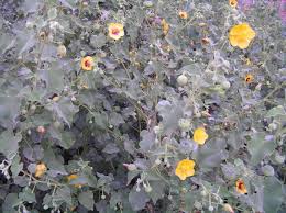 Image result for Abutilon hirtum