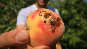 This makes natural pest control easy to implement and easy on your wallet, as well. The Biggest Pest For Those Growing Peaches Plums Cherries Other Stonefruits Youtube