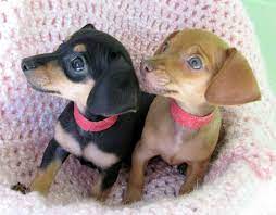 Polka Left Dot Right Dachshund Chihuahua Mix Puppies Sweet Tiny True Story Chihuahua Mix Puppies Mix Puppies Funny Animals