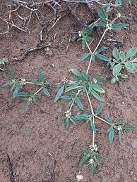 Image result for Gisekia