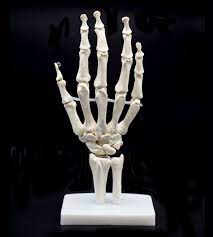 Check spelling or type a new query. Amazon Com Human Hand Skeleton Model On Base Hand Bone Life Size Articulated Industrial Scientific