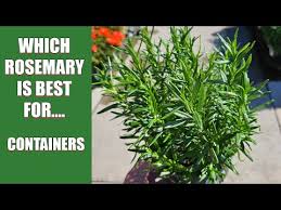 Image result for rosemary container