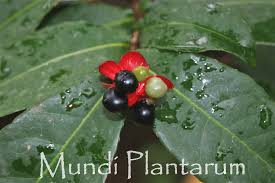 Image result for Ochna kirkii