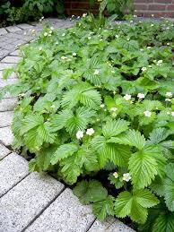 Wald Erdbeere Fragaria Vesca Bodendecker Gartenschirme