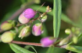 Image result for Polygala persicariifolia