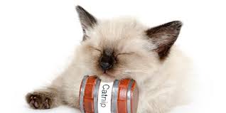 Kasihan melihat anak kucing yang ditinggalkan oleh induknya, berikut ini adalah cara merawat anak kucing tanpa induk. 5 Cara Merawat Anak Kucing Peliharaan Dengan Benar Pemula Wajib Tahu Merdeka Com