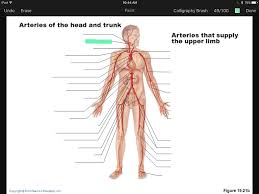 Virtually every cell, tissue, organ, and system in the body is impacted by the circulatory system. Artery And Vein Labeling Quiz Flashcards Easy Notecards