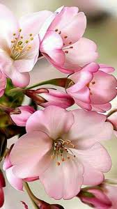 картинка я люблю свою работу я приду сюда в субботу Beautiful Pic These Are The Ones I Want To Make Clay Plant Draw Paint Etc A Cvetochnye Kartiny Cvetenie Vishni Rospis Cvetov