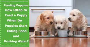 The bigger issue is the lack of water intake. Feeding Newborn Puppies How Often To Feed A Puppy When Do Puppies Start Eating Food And Drinking Water Petxu