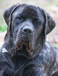 Mastiff Lab Mix Breed Information A Guide To The Mastador Dog