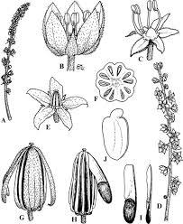 Image result for Burseraceae