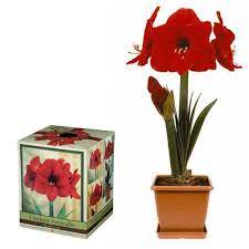 Gift Boxed Kit With Lush Red Lion Amaryllis This Kit Includes Pot No Fuss Growing Medium Top Quality Bulb And Inst Amaryllis Amaryllis Plant Bulb Flowers