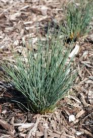 Image result for Juncus exsertus