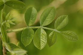 Image result for Oxyanthus latifolius