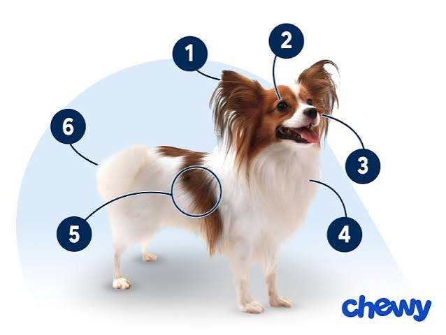 Papillon Breed: Characteristics, Care & Photos | Chewy