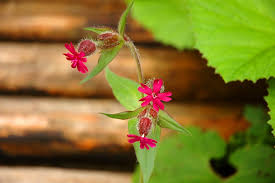 Vesuvius campion other common names: Flower Green Red Free Photo On Pixabay
