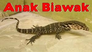 Anak Biawak Salah Masuk Rumah Youtube