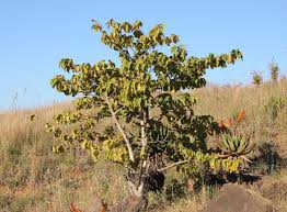 Image result for Mellera lobulata