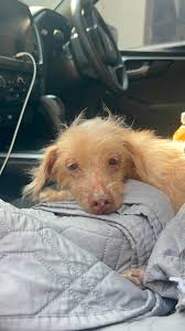 We named her Dolly Parton 💙 This dog was dumped just under 2 months ago.  She was so unwell and wouldn't of survived by herself. Look at her now. Her  fur is