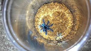 Pinktoe tarantulas colour ranges between dark black to metallic grey with reddish to violet hues on the abdomens and legs. Antilles Pinktoe Tarantula Caribena Versicolor Ultimate Guide Thepetsavvy Com