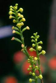 Image result for Polystachya cultriformis