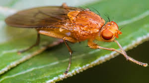 However, fruit flies can damage harvested produce because they can carry and spread organisms that cause rot. Fruit Flies Brains Studied To Help Crack Dementia Bbc News