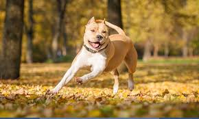 They can include a mix of white and other colors or a mix. American Staffordshire Terrier Characteristics Care Bechewy