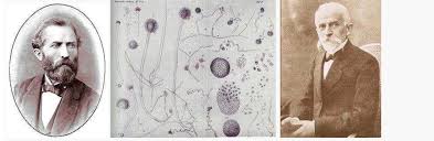 PDF) Monograph On Mycotoxigenic Fungi and Mycotoxins in Foods and Feeds  with Synopsis of studies done by authors on mycotoxigenic fungi and  mycotoxins in foods and feeds