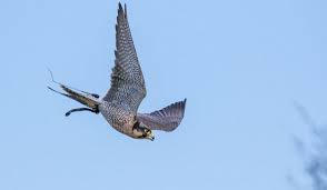 Fast Flying Bird Poshuk Google Fastest Bird Birds Flying Birds