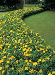 This flower, also known as the beacon, grows shades of bright crimson petals throughout summer. Wonderful Quickly Creeping Groundcover Sunny Happy Yellow Flowers Zone 6 10 Perennial Loves Full Sun To Part Shade Ground Cover Plants Ground Cover Plants