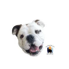 These english bulldog studs located in california come from different cities: Happy English Bulldog Sticker By Southern California Bulldog Rescue For Ios Android Giphy