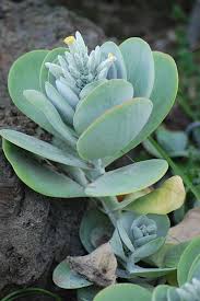Image result for kalanchoe thyrsiflora