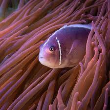 Image result for clownfish