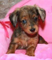 We are dedicated to breeding the best dachshund puppies. Sk S Dox Http M Skdox Com Baby Dachshund Dachshund Puppies Dachshund Colors