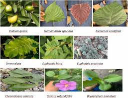 Image result for Dissotis speciosa