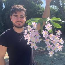 Image result for Microglossa densiflora