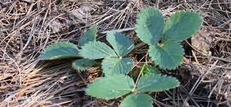 How to overwinter vegetable garden. Winter Mulches For Vegetable Gardens