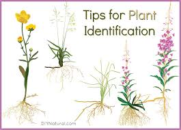 At the base of the staminate flower spike, and from various points where leaves are attached to the plant's stalk, the pistillate (female) flowers have grown. Plant Identification Tips To Help Improve Plant Recognition