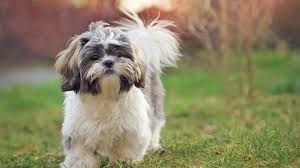 Tapeworms In Dogs Treatment Information Vets4pets