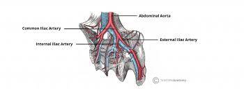 Because it is variable, a listed artery may not be a direct branch, but the circulation after ligature of the internal iliac artery is carried on by the anastomoses of: Arteries Of The Pelvis Internal Iliac Pudendal Vesical Teachmeanatomy