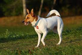 Jack Rat Terrier Complete Guide Info Pictures Care More Pet Keen