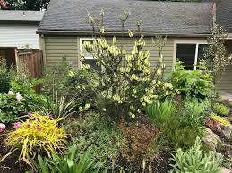Callistemon Viridiflorus Oregon Australian Plants Fall Plants Hardy Plants
