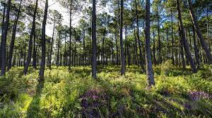 Camping landes » tourisme landes » la forêt des landes. La Foret Des Landes