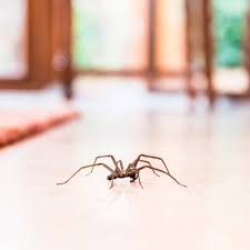 This Simple Hack Will Keep Spiders Out Of Your House Ragni Insetti E Disegni Con Lupi