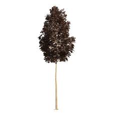 Acer Platanoides Crimson King 102su By Vizport This Product Features A Premium 3d Model Of A Crimson King Maple Tree In Summer This Plants 3d Model Exterior