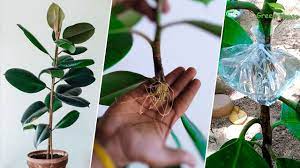 How To Extract Rubber Plants With Water Much Roots New Method Water Pr Rubber Plant Plants Green Plants