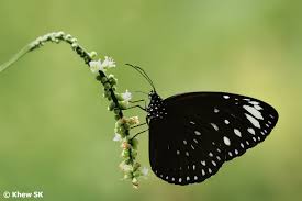 The cabbage white butterfly (pieris rapae), one of the most recognizable whites, flies in and around residential gardens from spring through summer. Butterflies Of Singapore Black And White