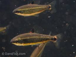 Image result for Dichilus